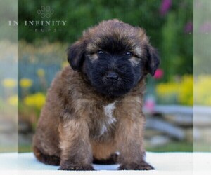 Soft Coated Wheaten Terrier Puppy for sale in LITITZ, PA, USA