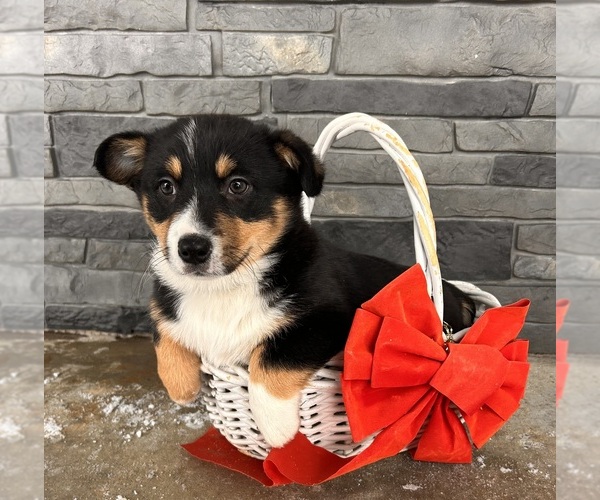 Medium Photo #5 Pembroke Welsh Corgi Puppy For Sale in MIDDLEBURY, IN, USA