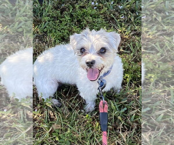 Medium Photo #4 Mal-Shi Puppy For Sale in Plantation, FL, USA