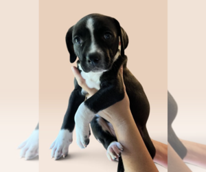 Mutt Dogs for adoption in Rockville, MD, USA