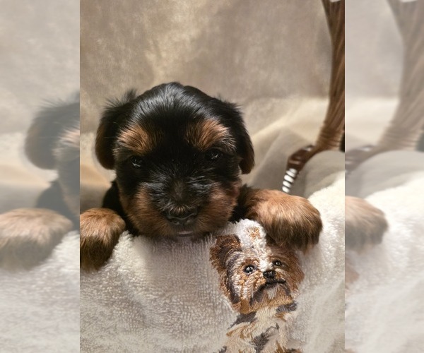 Medium Photo #4 Yorkshire Terrier Puppy For Sale in ALFORD, FL, USA