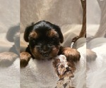 Small #3 Yorkshire Terrier