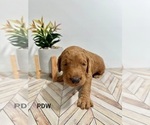 Small Photo #8 Goldendoodle Puppy For Sale in CONWAY, SC, USA
