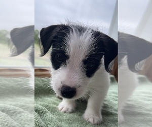 Jack Russell Terrier Puppy for Sale in SAINT JAMES, Missouri USA