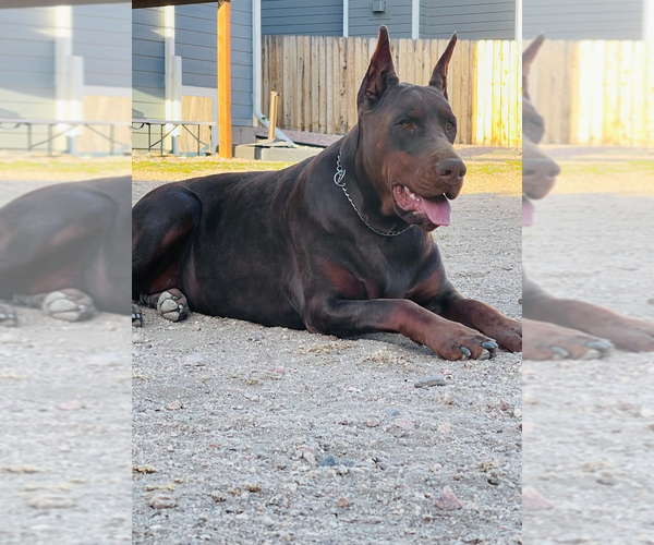 Medium Photo #1 Doberman Pinscher Puppy For Sale in COLORADO SPRINGS, CO, USA