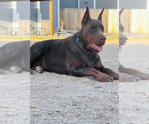 Mother of the Doberman Pinscher puppies born on 04/28/2025