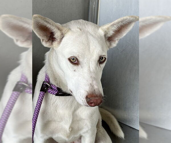 Medium Photo #2 Siberian Husky-Unknown Mix Puppy For Sale in Downey, CA, USA