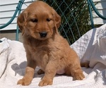 Small #2 Golden Retriever