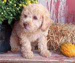Small Photo #5 Poodle (Toy) Puppy For Sale in MILFORD, IN, USA