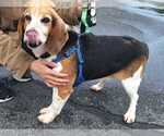 Small Photo #2 Beagle Puppy For Sale in Silver Spring, MD, USA