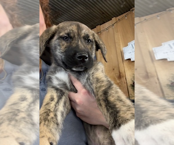 Medium Photo #13 Cane Corso Puppy For Sale in KEWADIN, MI, USA