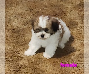 ShihPoo Puppy for Sale in MELROSE, Louisiana USA