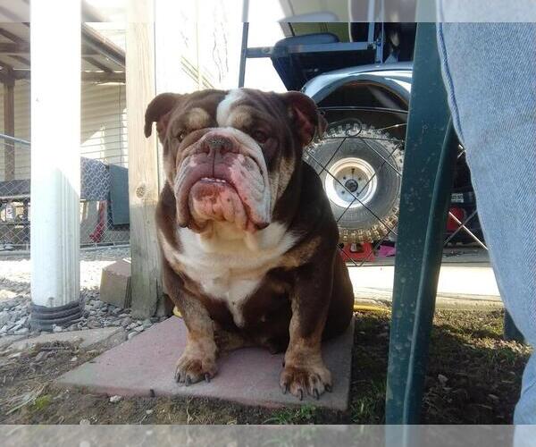 Medium Photo #1 Bulldog Puppy For Sale in TOLEDO, OH, USA