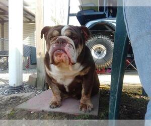 Bulldog Puppy for sale in TOLEDO, OH, USA
