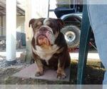 Small Photo #1 Bulldog Puppy For Sale in TOLEDO, OH, USA