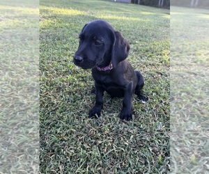 Labrador Retriever Puppy for Sale in AMHERST, Virginia USA