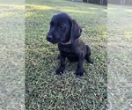 Image preview for Ad Listing. Nickname: Layla