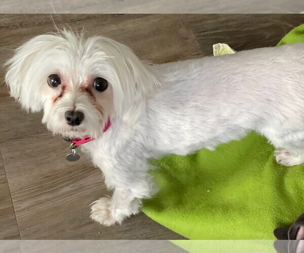 Medium Photo #2 Maltese Puppy For Sale in Techny, IL, USA