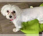 Small #1 Maltese