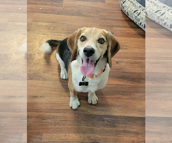 Medium Photo #6 Beagle Puppy For Sale in Las Vegas, NV, USA