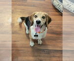Small #5 Beagle