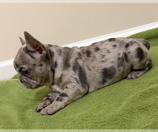 Medium Photo #7 French Bulldog Puppy For Sale in SNELLVILLE, GA, USA