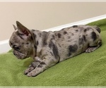 Freeza - Female French Bulldog Puppy for Sale - Photo #7