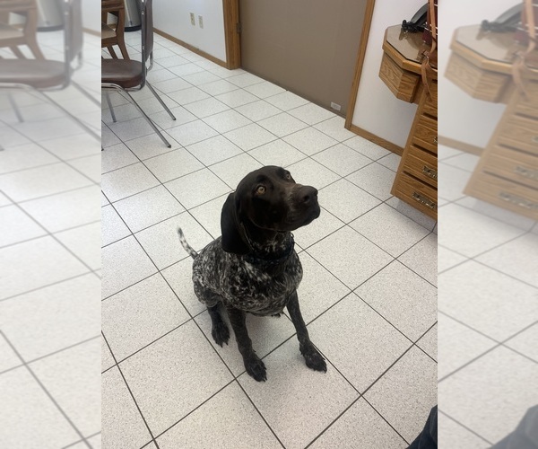 Medium Photo #1 German Shorthaired Pointer Puppy For Sale in Edmonton, Alberta, Canada
