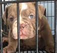 Small Photo #6 English Bulldog Puppy For Sale in DANIA BEACH, FL, USA