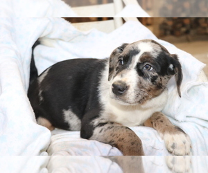 Border Collie-Hangin Tree Cowdog Mix Puppy for sale in SHILOH, OH, USA