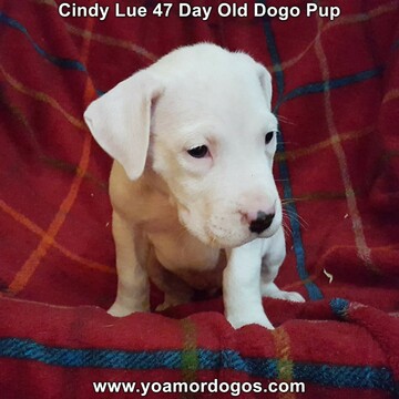 Medium Photo #14 Dogo Argentino Puppy For Sale in PINEVILLE, MO, USA