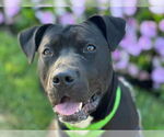 Small #8 American Staffordshire Terrier-Labrador Retriever Mix