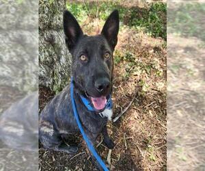 German Shepherd Dog-Unknown Mix Dogs for adoption in Martinez, CA, USA