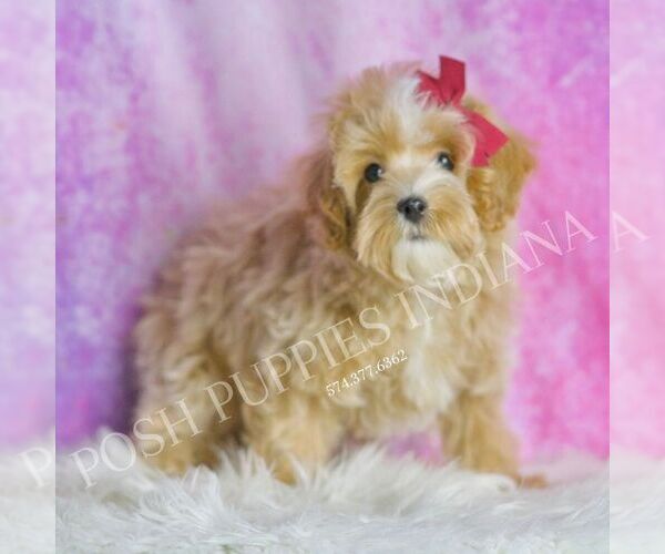 Medium Photo #52 Maltipoo (Miniature) Puppy For Sale in WARSAW, IN, USA