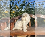 Puppy 5 Double Doodle