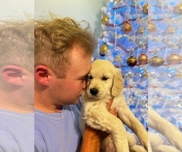 Medium Photo #7 Golden Retriever Puppy For Sale in MILTON, FL, USA
