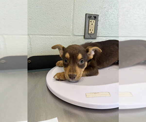 Medium Photo #1 Shepradors Puppy For Sale in Corpus Christi, TX, USA