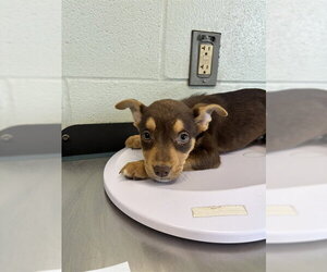 Shepradors Dogs for adoption in Corpus Christi, TX, USA