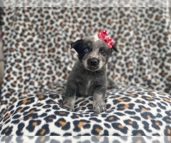 Medium Photo #1 Australian Cattle Dog Puppy For Sale in LAKELAND, FL, USA