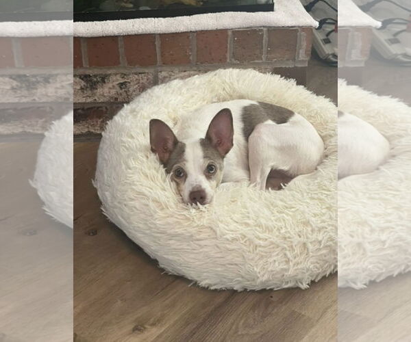 Medium Photo #1 Mutt Puppy For Sale in Euless, TX, USA