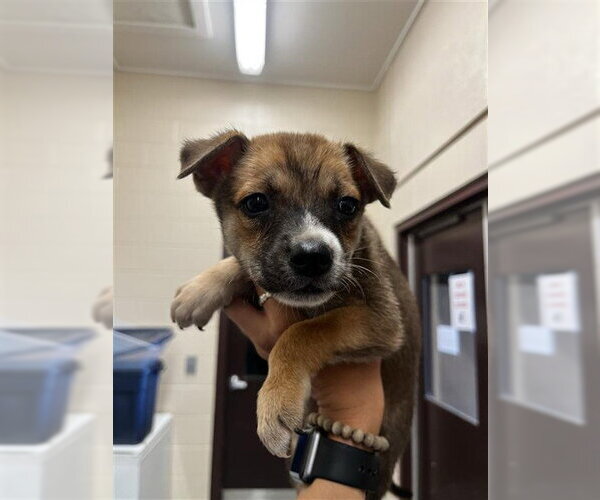 Medium Photo #1 Labrador Retriever-Unknown Mix Puppy For Sale in Corpus Christi, TX, USA