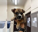 Small Labrador Retriever Mix