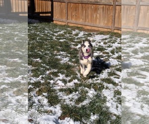 Ginger (Husky) - Female Siberian Husky Dog for Adoption - Photo #16