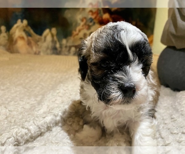 Medium Photo #13 Shih-Poo-Zuchon Mix Puppy For Sale in GALENA, NV, USA