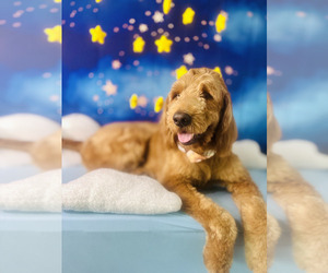 Father of the Goldendoodle puppies born on 04/02/2026