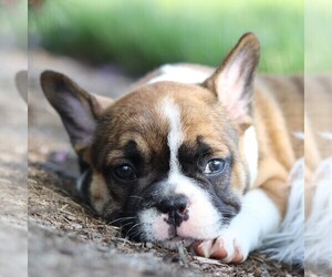 Faux Frenchbo Bulldog Puppy for sale in EAST EARL, PA, USA