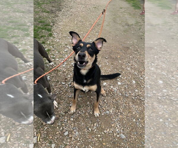 Medium Photo #2 Mutt Puppy For Sale in Jackson, MS, USA