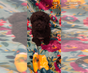 Morkie-Poodle (Miniature) Mix Puppy for Sale in MONTEGUT, Louisiana USA