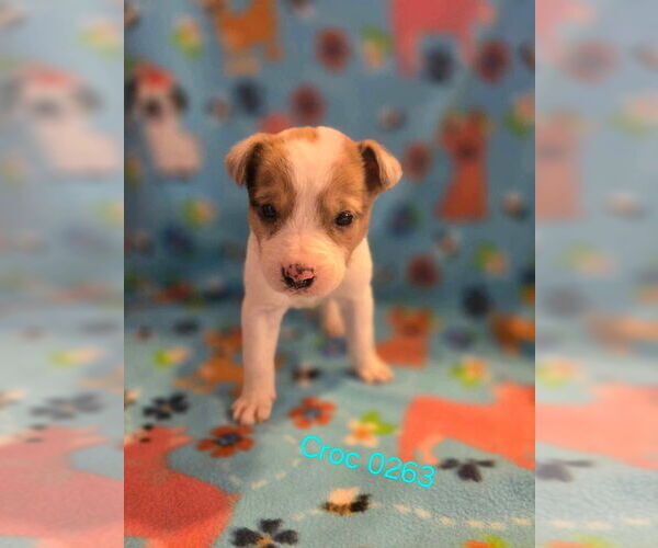 Medium Photo #3 Mutt Puppy For Sale in Foristell, MO, USA
