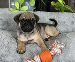 Small #1 Pug